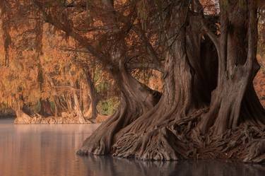 Original Tree Photography by Christopher William Adach
