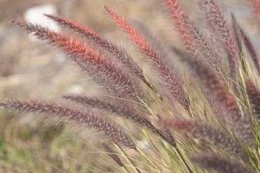 Print of Floral Photography by Christopher William Adach