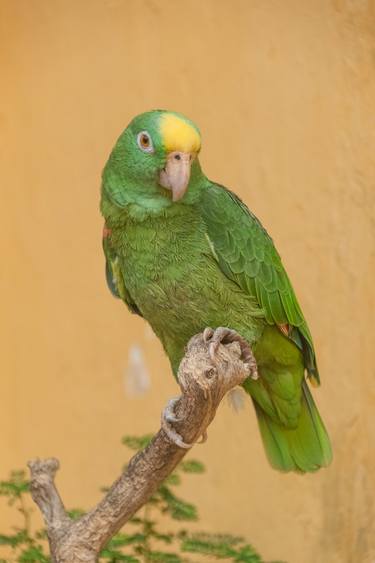 Amazon parrot - Limited Edition of 15 thumb