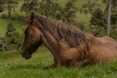 Original Horse Photography by Christopher William Adach