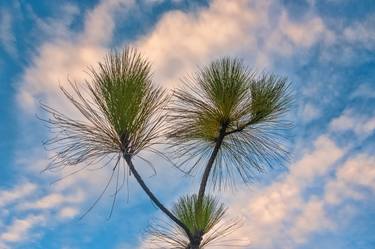 Original Modern Tree Photography by Christopher William Adach