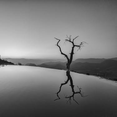 Print of Minimalism Tree Photography by Christopher William Adach