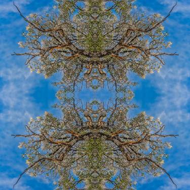 Print of Abstract Tree Photography by Christopher William Adach