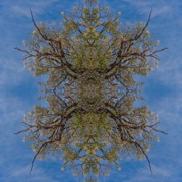 Original Abstract Tree Photography by Christopher William Adach
