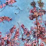 Springtide by Emma Davies