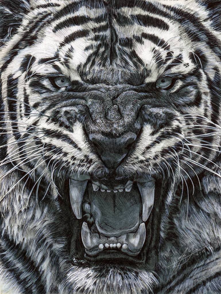 Roaring Tiger Drawing