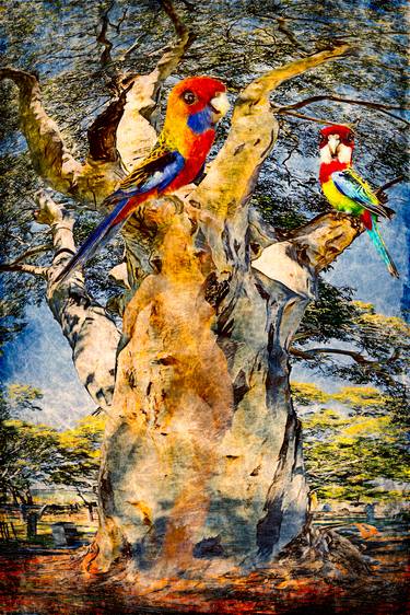 Rosellas at St Stephens - Limited Edition 2 of 10 thumb