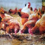 Henpecked by WILLIAM III