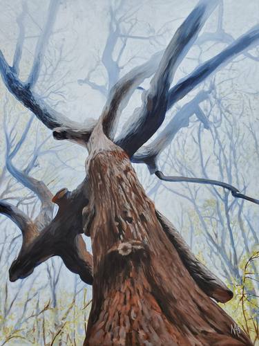 Original Fine Art Tree Paintings by Nathan Altier