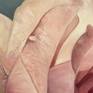 Details/Close up