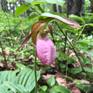 wild flowers from our forest