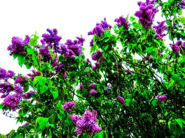 Lilacs in May ii thumb