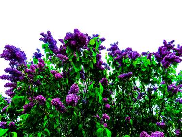 Lilacs in May iii thumb