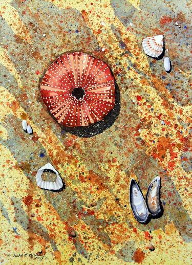 Washed Up Sea Urchin thumb