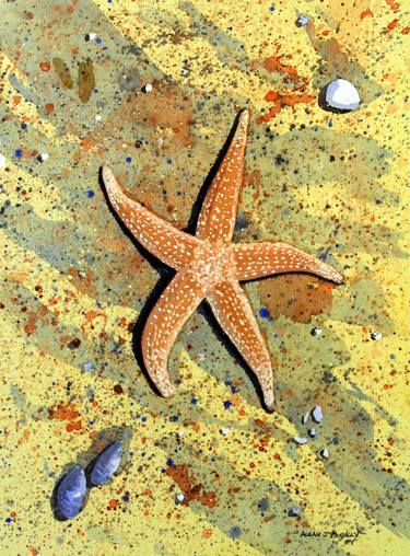 Washed Up Starfish thumb