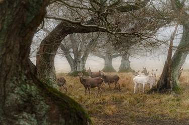 Print of Fine Art Landscape Photography by Martin Odom Rinman