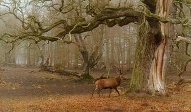 Original Surrealism Landscape Photography by Martin Odom Rinman