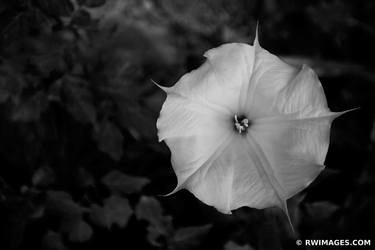 SACRED DATURA FLOWER BANDELIER NEW MEXICO BLACK AND WHITE thumb