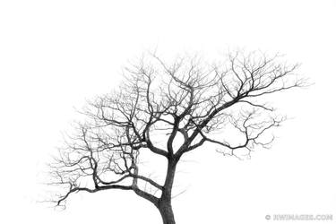 Original Fine Art Tree Photography by Robert Wojtowicz