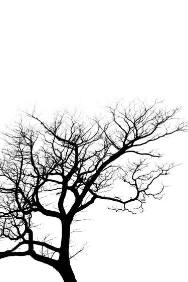 Original Tree Photography by Robert Wojtowicz