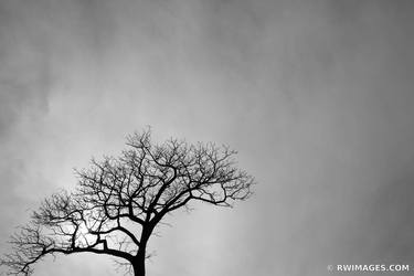 Original Fine Art Tree Photography by Robert Wojtowicz