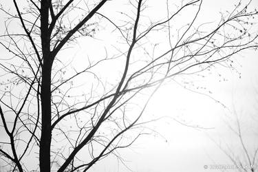 Original Tree Photography by Robert Wojtowicz