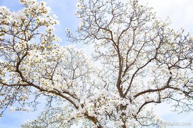 Original Fine Art Tree Photography by Robert Wojtowicz