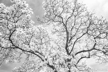 Original Fine Art Tree Photography by Robert Wojtowicz