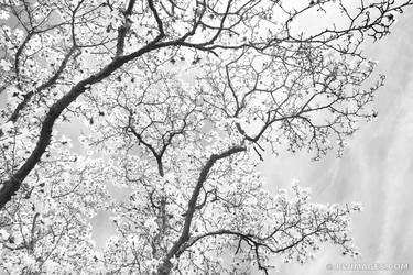 MAGNOLIA TREE SPRING BLACK AND WHITE Extra Large Signed Print thumb