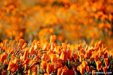 CALIFORNIA POPPIES ANTELOPE VALLEY Extra Large Signed Print thumb