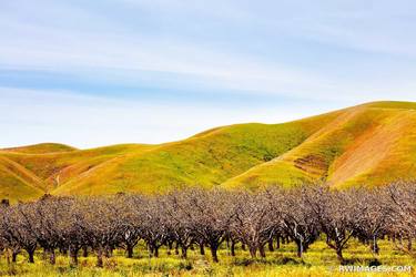 ALMOND TREES ANTELOPE VALLEY CALIFORNIA Extra Large Signed Print thumb