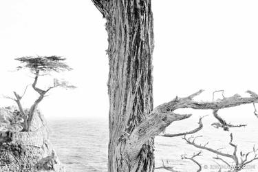 PEBBLE BEACH BLACK AND WHITE Extra Large Signed Print thumb