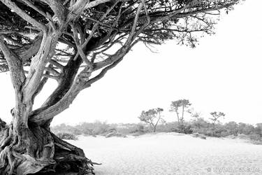 CARMEL BY THE SEA BLACK AND WHITE Extra Large Signed Print thumb