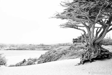 CARMEL BEACH BLACK AND WHITE Extra Large Signed Print thumb