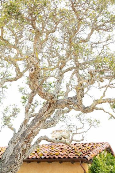 TREE AND CARMEL MISSION CALIFORNIA Extra Large Signed Print thumb
