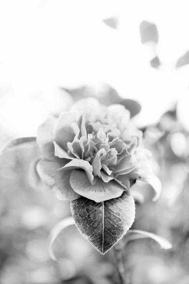 FLOWER BLACK AND WHITE Extra Large Signed Print thumb