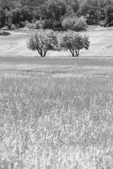 TWO TREES OJAI CA BLACK AND WHITE Extra Large Signed Print thumb