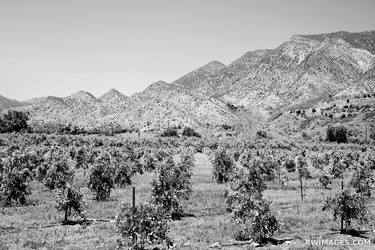OJAI VALLEY BLACK AND WHITE Extra Large Signed Print thumb