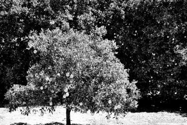 ORANGE TREE OJAI CA BLACK AND WHITE thumb
