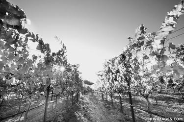 VINEYARD NAPA VALLEY BLACK AND WHITE FINE ART PHOTOGRAPHY thumb