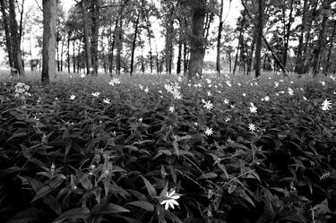 Original Realism Nature Photography by Robert Wojtowicz