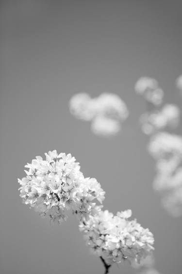 Original Photorealism Botanic Photography by Robert Wojtowicz