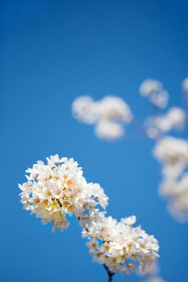 Original Photorealism Nature Photography by Robert Wojtowicz