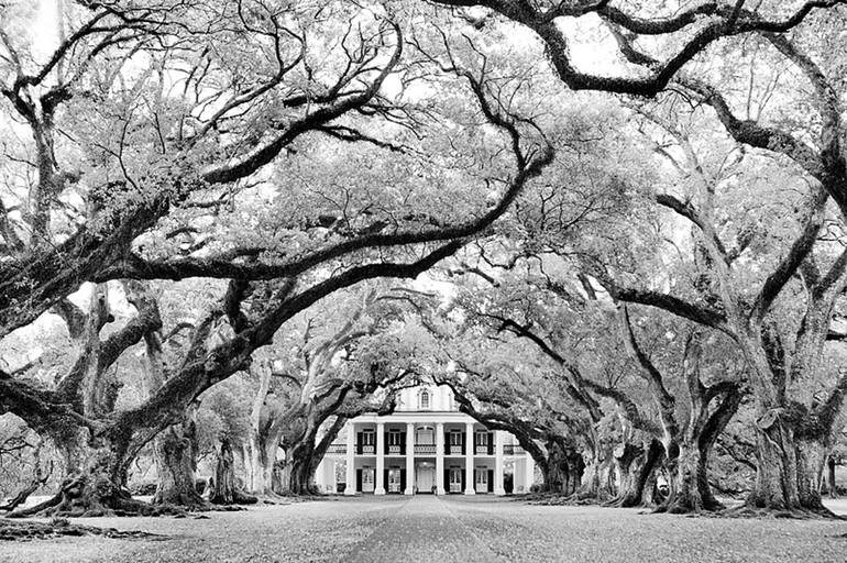 OAK ALLEY PLANTATION NEAR NEW ORLEANS LOUISIANA BLACK AND WHITE PHOTOGRAPHY  - Limited Edition 1 of 100 Photography by Robert Wojtowicz