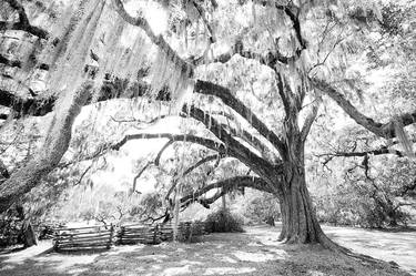 OAK TREE SPANISH MOSS MAGNOLIA PLANTATION CHARLESTON SOUTH CAROLINA BLACK AND WHITE - Limited Edition 1 of 100 thumb