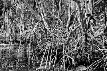 EVERGLADES SWAMP MANGROVE FOREST BLACK AND WHITE LANDSCAPE - Limited Edition 1 of 100 thumb