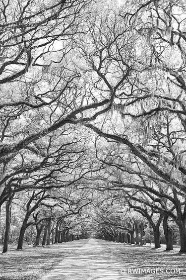 WORMSLOE PLANTATION OAK TREES ALLEY SAVANNAH GEORGIA BLACK AND WHITE VERTICAL - Limited Edition of 100 thumb