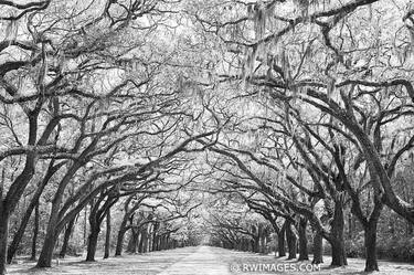 SAVANNAH GEORGIA OAK TREES ALLEY WORMSLOE PLANTATION BLACK AND WHITE LANDSCAPE - Limited Edition of 100 thumb