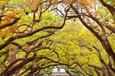 OAK ALLEY PLANTATION LOUISIANA - Limited Edition of 100 thumb