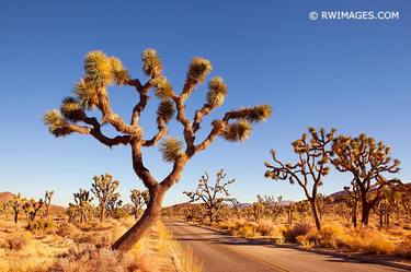 JOSHUA TREE CALIFORNIA DESERT AMERICAN SOUTHWEST LANDSCAPE - Limited Edition of 100 thumb